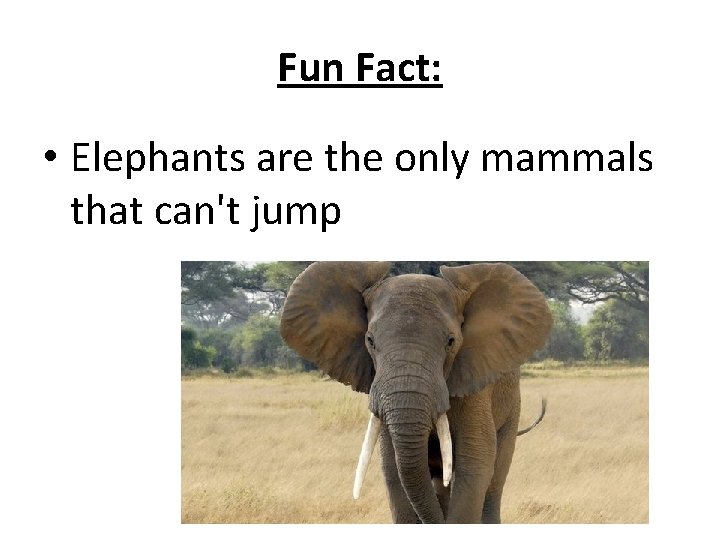 Fun Fact: • Elephants are the only mammals that can't jump 