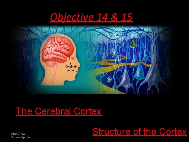 Objective 14 & 15 The Cerebral Cortex Alexis Tate Sonnea Spruiell Structure of the
