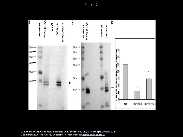 Figure 2 The American Journal of Human Genetics 2009 84188 -196 DOI: (10. 1016/j.