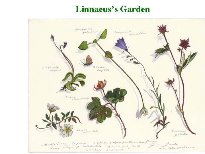 Linnaeus’s Garden 