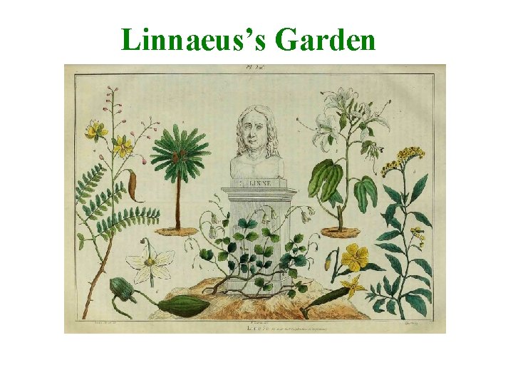 Linnaeus’s Garden 