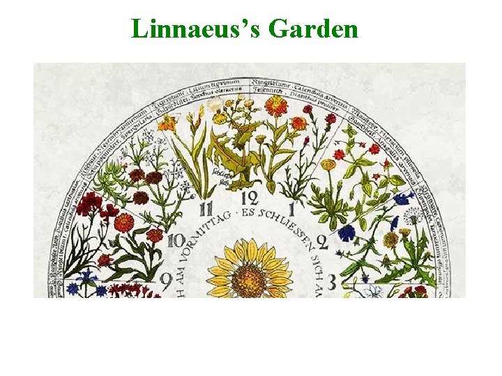 Linnaeus’s Garden 