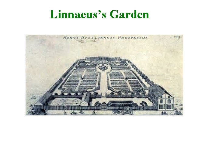Linnaeus’s Garden 