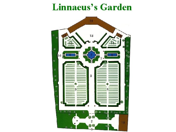 Linnaeus’s Garden 