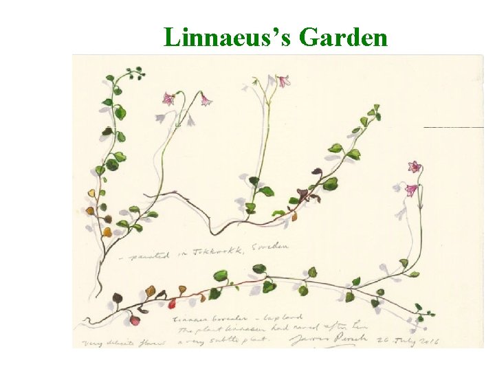 Linnaeus’s Garden 