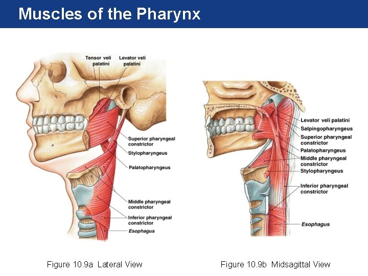 Muscles of the Pharynx Figure 10. 9 a Lateral View Figure 10. 9 b