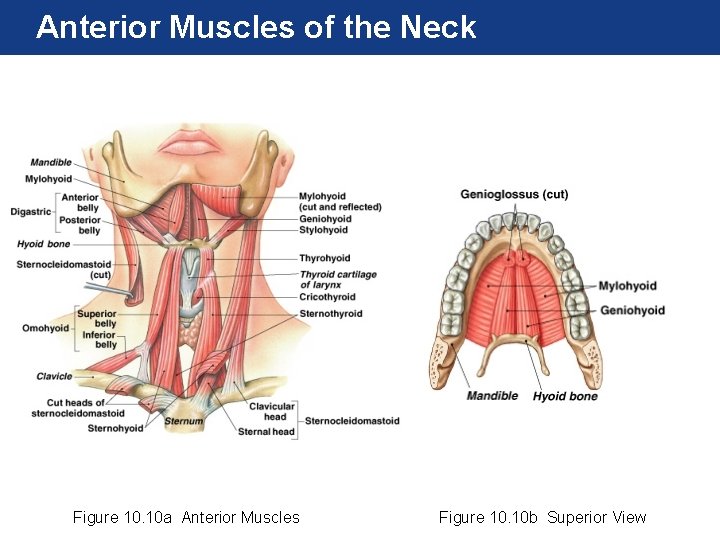Anterior Muscles of the Neck Figure 10. 10 a Anterior Muscles Figure 10. 10