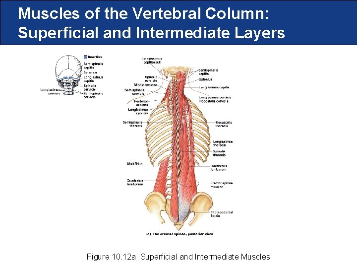Muscles of the Vertebral Column: Superficial and Intermediate Layers Figure 10. 12 a Superficial