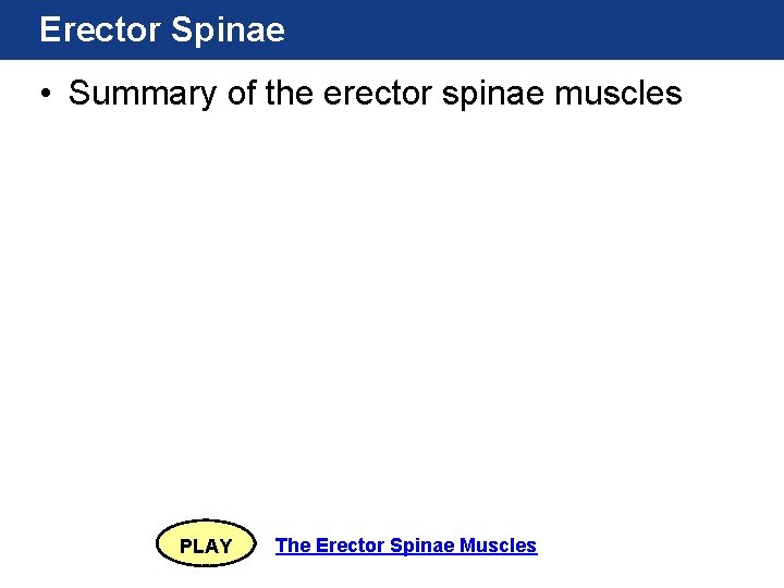 Erector Spinae • Summary of the erector spinae muscles PLAY The Erector Spinae Muscles