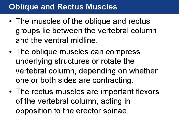 Oblique and Rectus Muscles • The muscles of the oblique and rectus groups lie