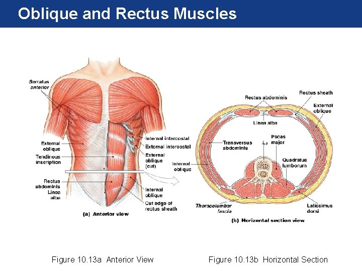 Oblique and Rectus Muscles Figure 10. 13 a Anterior View Figure 10. 13 b