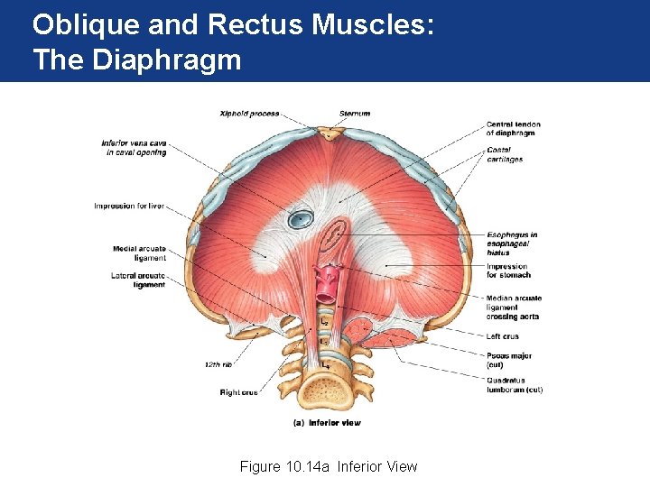 Oblique and Rectus Muscles: The Diaphragm Figure 10. 14 a Inferior View 