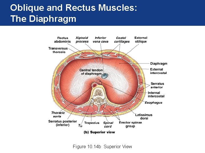 Oblique and Rectus Muscles: The Diaphragm Figure 10. 14 b Superior View 