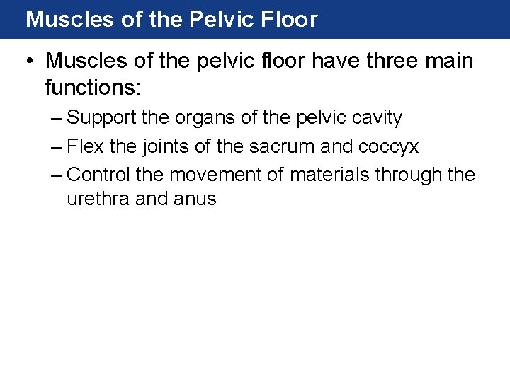Muscles of the Pelvic Floor • Muscles of the pelvic floor have three main