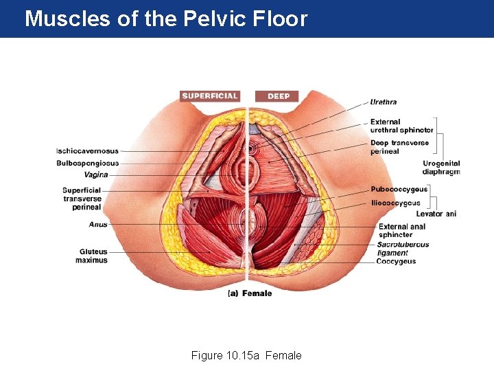 Muscles of the Pelvic Floor Figure 10. 15 a Female 