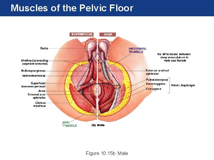 Muscles of the Pelvic Floor Figure 10. 15 b Male 