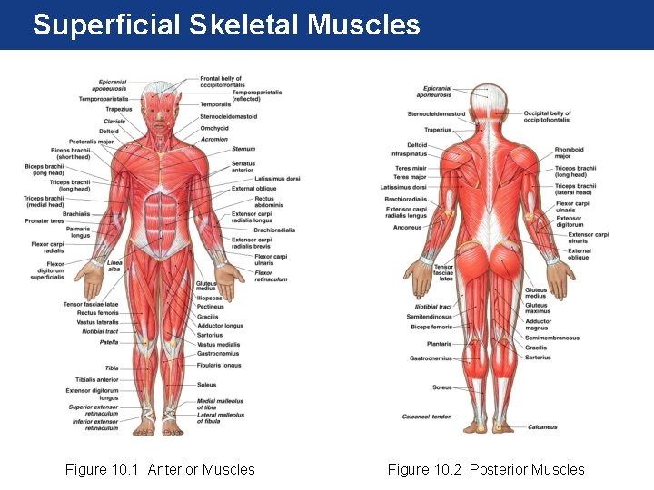 Superficial Skeletal Muscles Figure 10. 1 Anterior Muscles Figure 10. 2 Posterior Muscles 