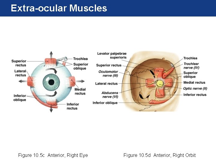 Extra-ocular Muscles Figure 10. 5 c Anterior, Right Eye Figure 10. 5 d Anterior,