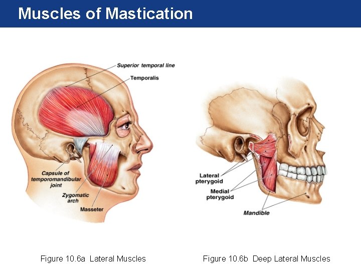 Muscles of Mastication Figure 10. 6 a Lateral Muscles Figure 10. 6 b Deep