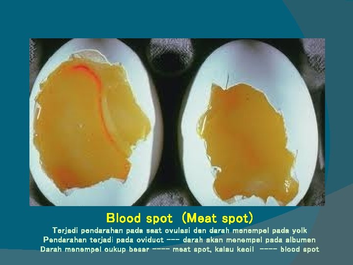 Blood spot (Meat spot) Terjadi pendarahan pada saat ovulasi dan darah menempel pada yolk