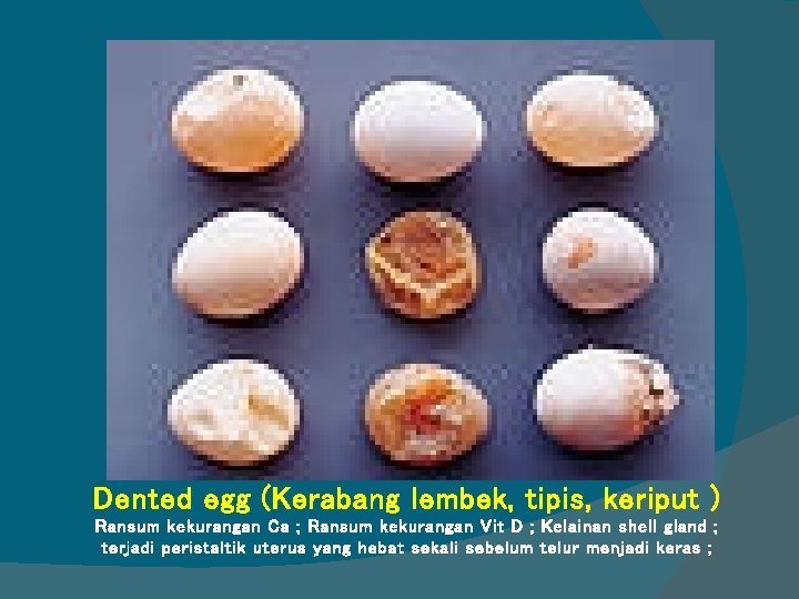 Dented egg (Kerabang lembek, tipis, keriput ) Ransum kekurangan Ca ; Ransum kekurangan Vit