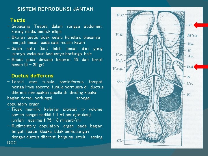 SISTEM REPRODUKSI JANTAN Testis - Sepasang Testes dalam rongga abdomen, kuning muda, bentuk ellips