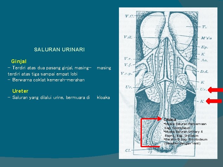 SALURAN URINARI Ginjal - Terdiri atas dua pasang ginjal, masingterdiri atas tiga sampai empat