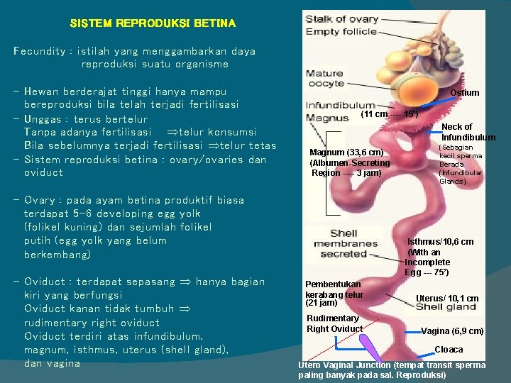 SISTEM REPRODUKSI BETINA Fecundity : istilah yang menggambarkan daya reproduksi suatu organisme - Hewan