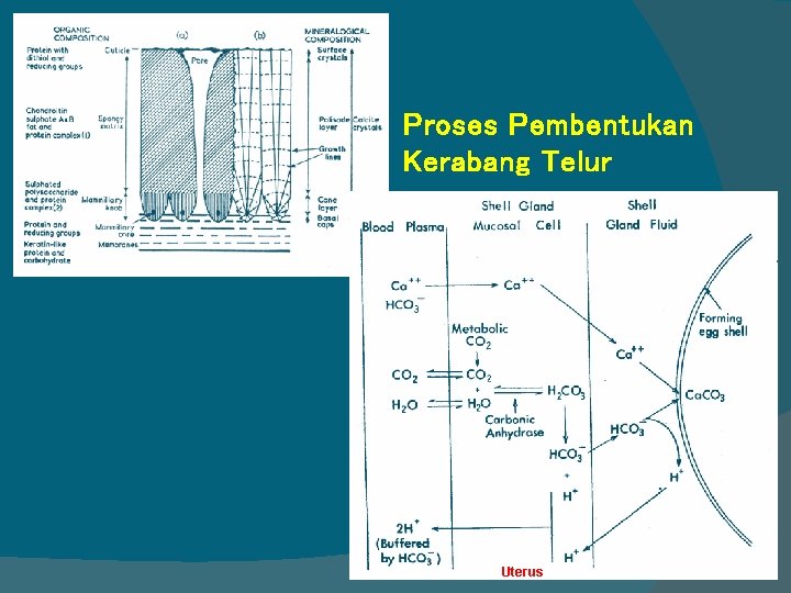 Proses Pembentukan Kerabang Telur Uterus 