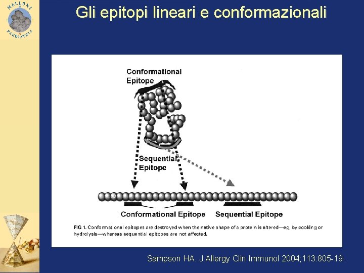 Gli epitopi lineari e conformazionali Sampson HA. J Allergy Clin Immunol 2004; 113: 805