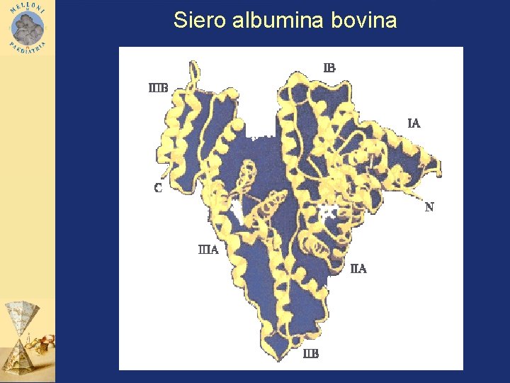  Siero albumina bovina 