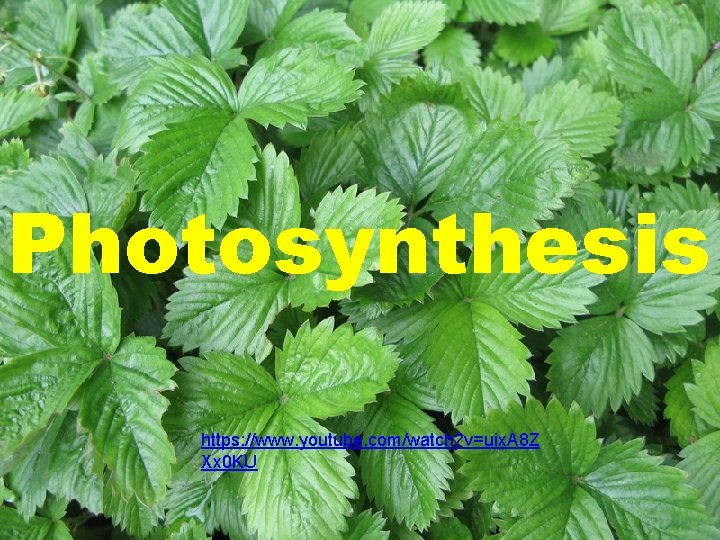 Photosynthesis https: //www. youtube. com/watch? v=uix. A 8 Z Xx 0 KU 