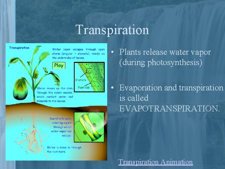 Transpiration • Plants release water vapor (during photosynthesis) • Evaporation and transpiration is called