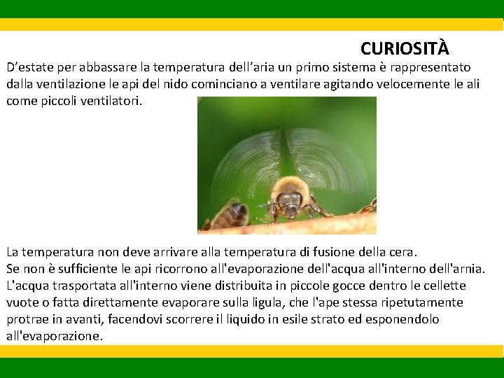 CURIOSITÀ D’estate per abbassare la temperatura dell’aria un primo sistema è rappresentato dalla ventilazione