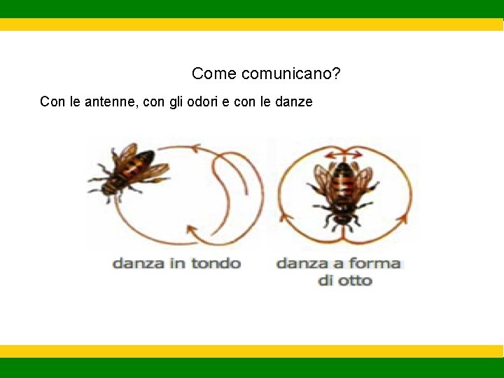 Come comunicano? Con le antenne, con gli odori e con le danze 