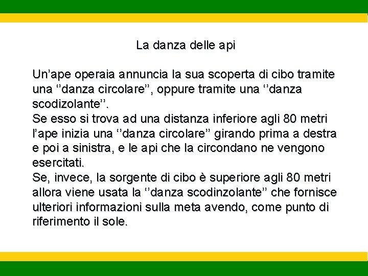 La danza delle api Un’ape operaia annuncia la sua scoperta di cibo tramite una