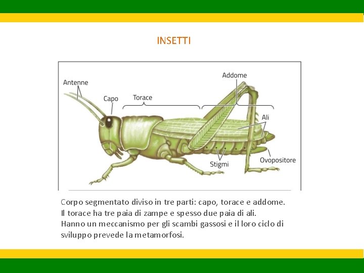 INSETTI Corpo segmentato diviso in tre parti: capo, torace e addome. Il torace ha