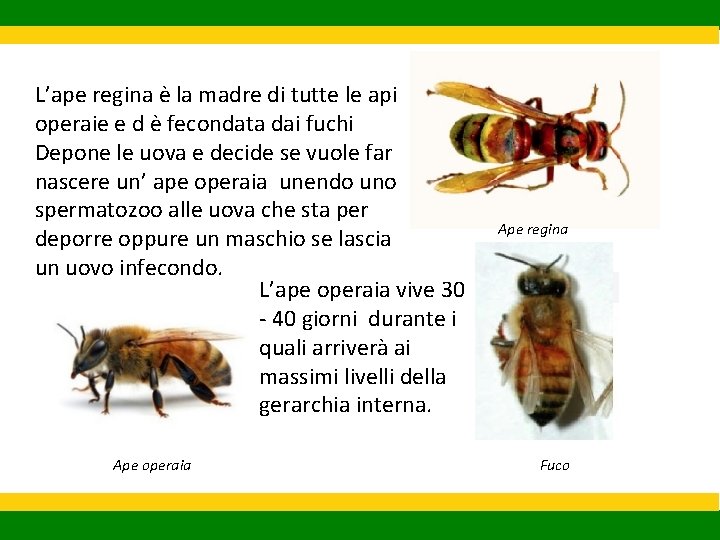 L’ape regina è la madre di tutte le api operaie e d è fecondata