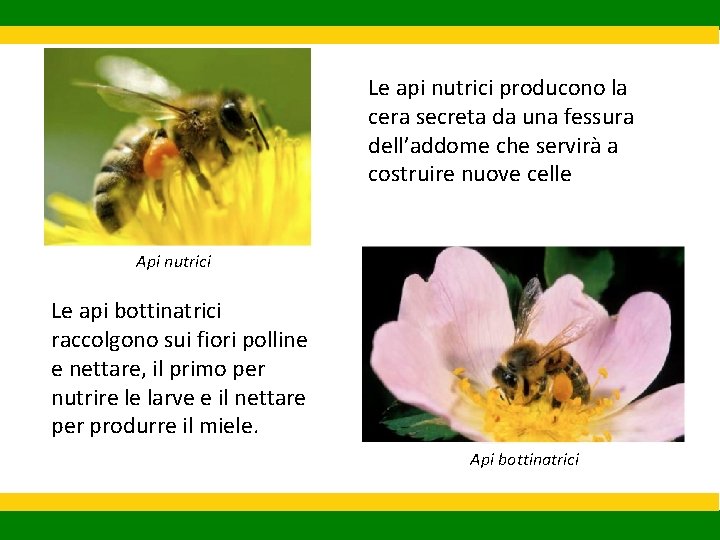 Le api nutrici producono la cera secreta da una fessura dell’addome che servirà a