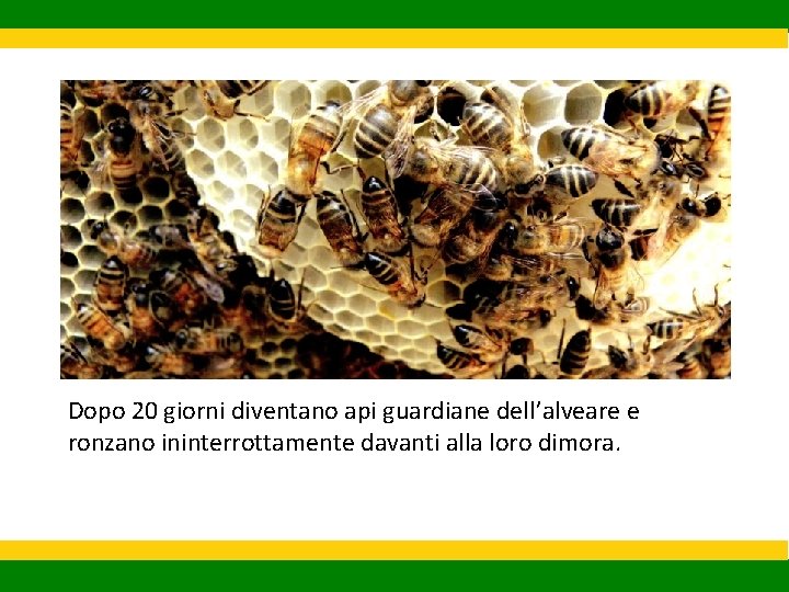 Dopo 20 giorni diventano api guardiane dell’alveare e ronzano ininterrottamente davanti alla loro dimora.