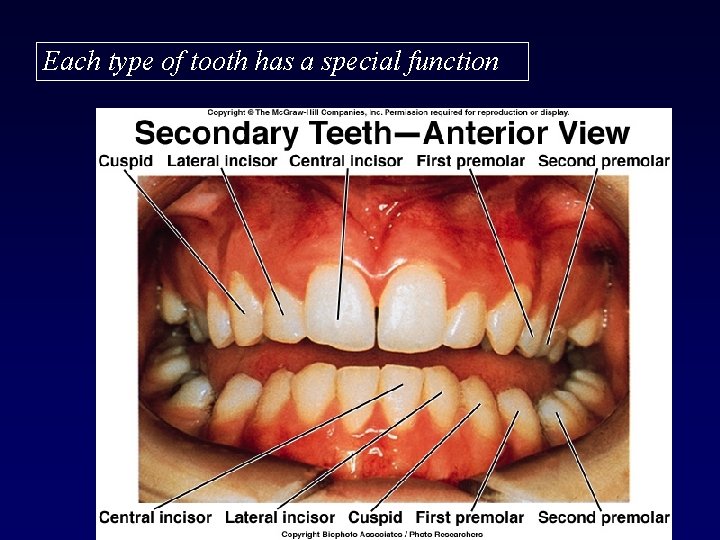 Each type of tooth has a special function 13 