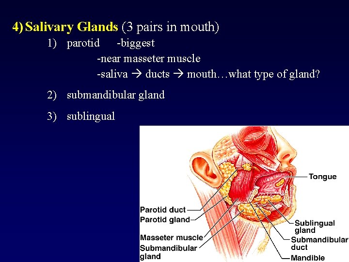 4) Salivary Glands (3 pairs in mouth) 1) parotid -biggest -near masseter muscle -saliva