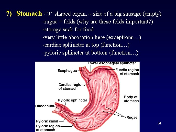 7) Stomach -“J” shaped organ, ~ size of a big sausage (empty) -rugae =