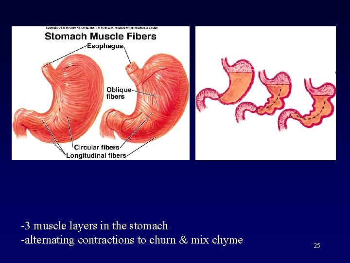 -3 muscle layers in the stomach -alternating contractions to churn & mix chyme 25