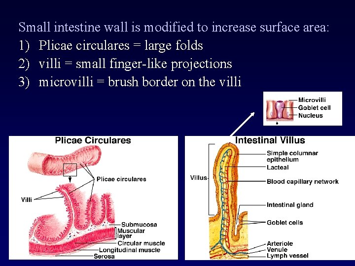 Small intestine wall is modified to increase surface area: 1) Plicae circulares = large