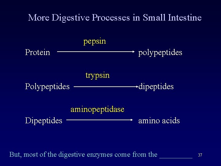 More Digestive Processes in Small Intestine pepsin Protein polypeptides trypsin Polypeptides dipeptides aminopeptidase Dipeptides