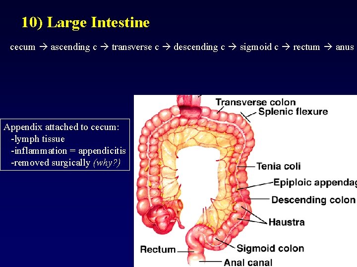 10) Large Intestine cecum ascending c transverse c descending c sigmoid c rectum anus