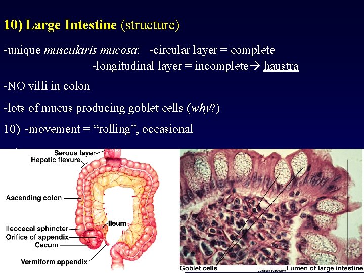 10) Large Intestine (structure) -unique muscularis mucosa: -circular layer = complete -longitudinal layer =