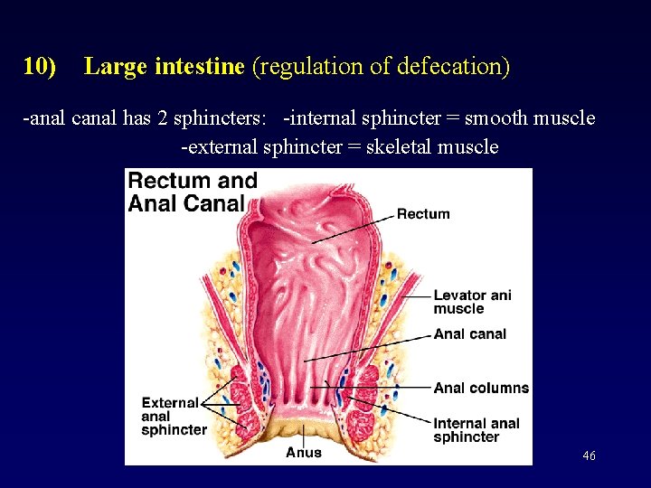 10) Large intestine (regulation of defecation) -anal canal has 2 sphincters: -internal sphincter =