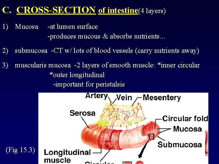 C. CROSS-SECTION of intestine(4 layers) 1) Mucosa -at lumen surface -produces mucous & absorbs